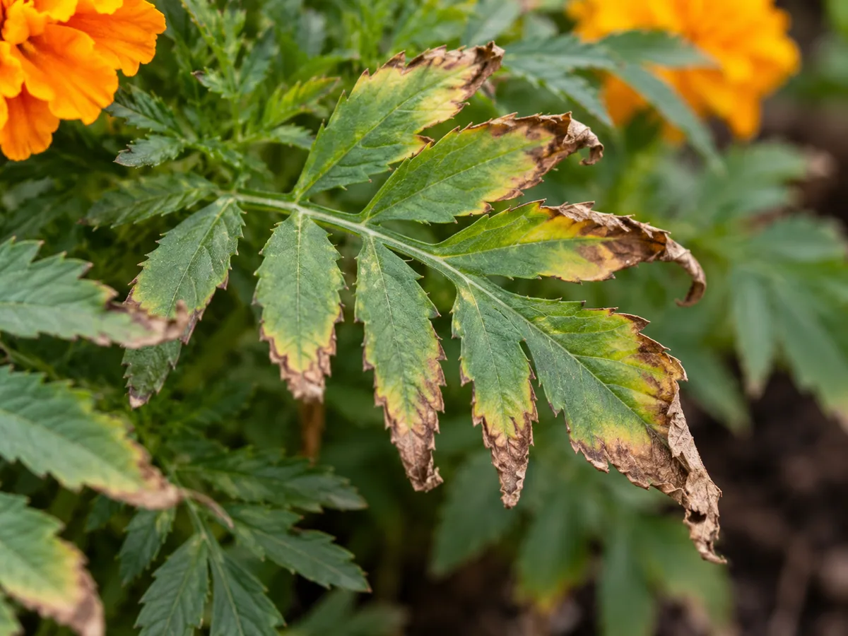 Close-up of fertilizer burn on marigold - scorched leaf margins and tip necrosis