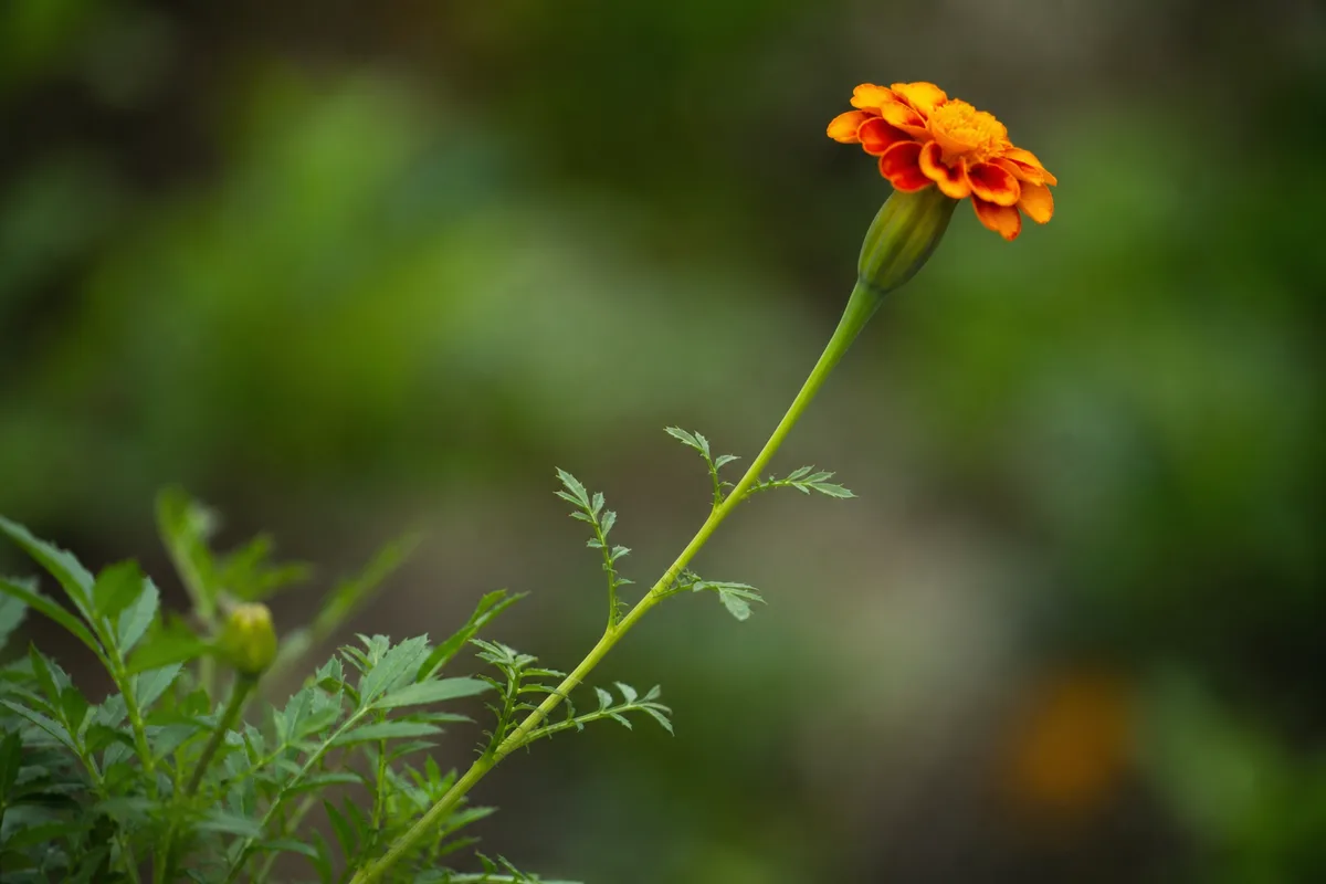 Close-up of Leggy Growth on Marigold - diagnostic detail