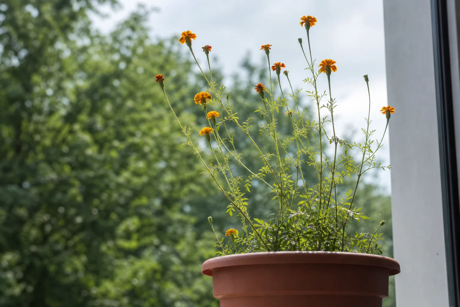 Leggy Growth on Marigold - visible symptom on the plant
