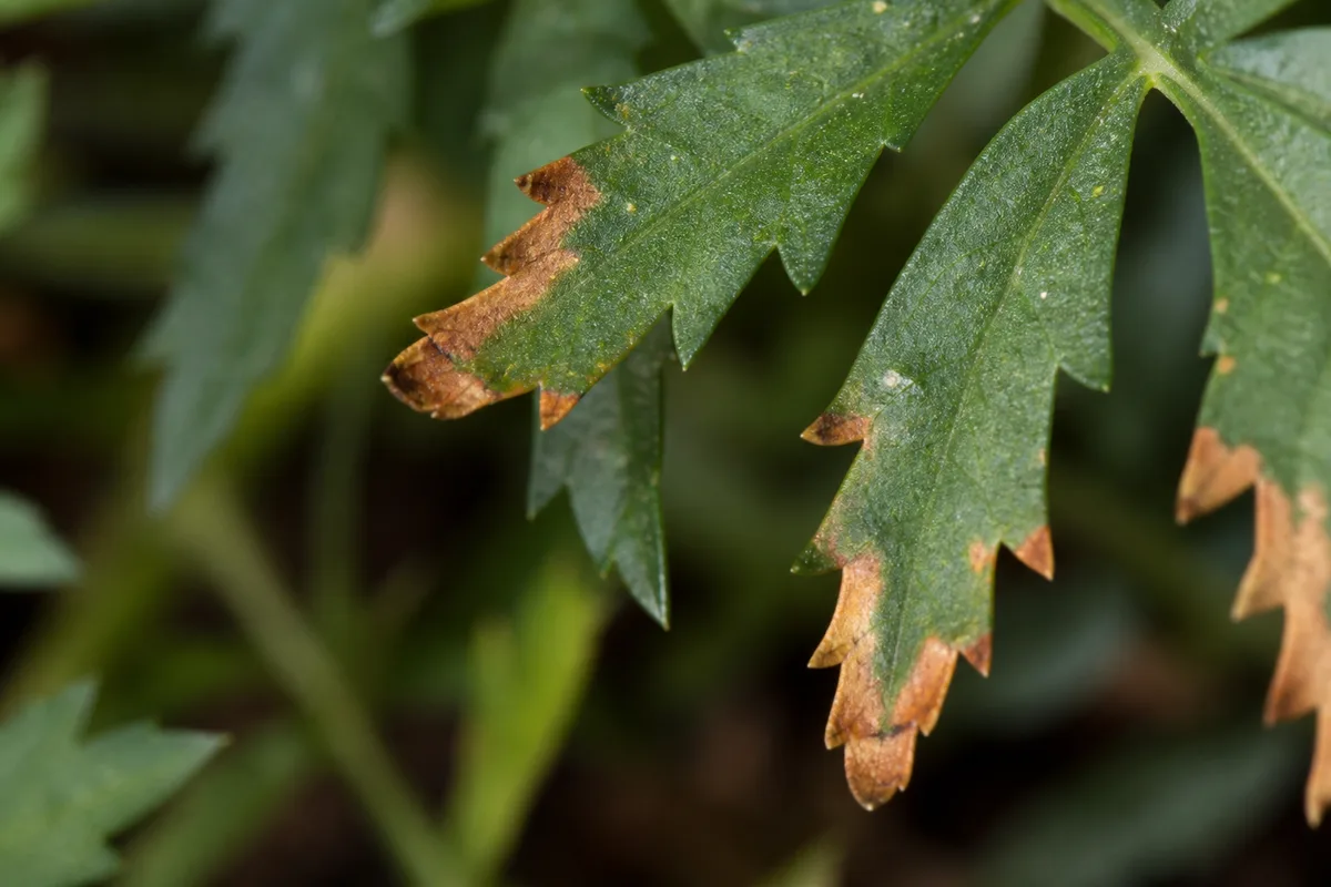 Close-up of Low Humidity on Marigold - diagnostic detail
