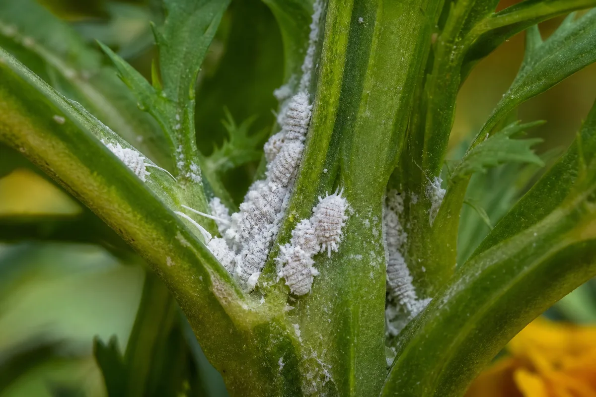 Close-up of Mealybugs on Marigold - diagnostic detail
