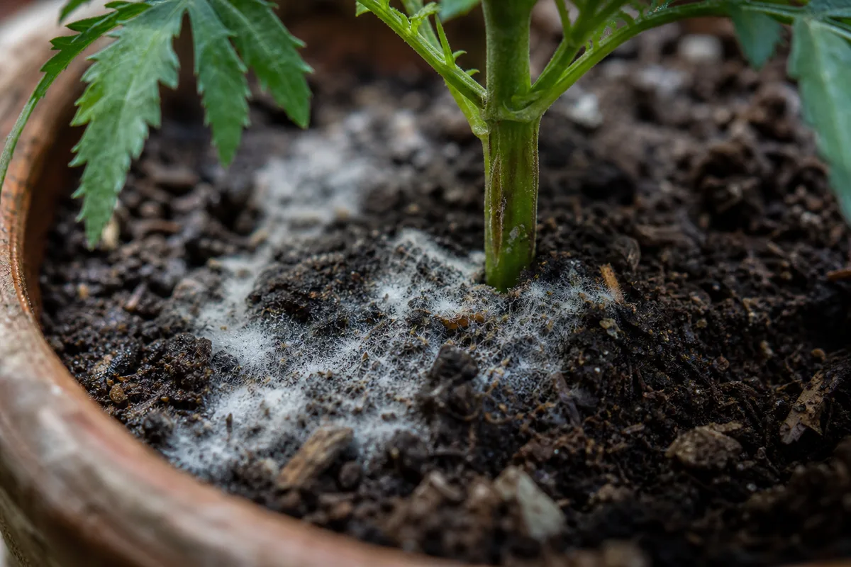 Close-up of Mold on Soil on Marigold - diagnostic detail