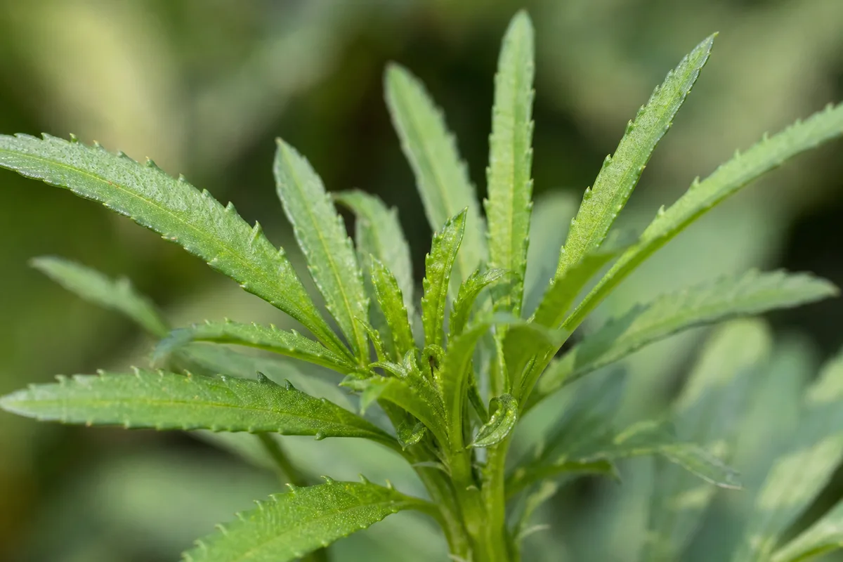 Close-up of No Flowers on Marigold - diagnostic detail