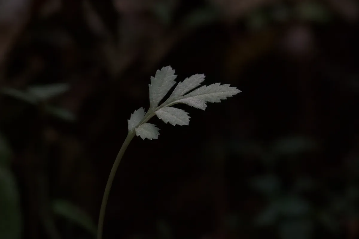 Close-up of Not Enough Light on Marigold - diagnostic detail