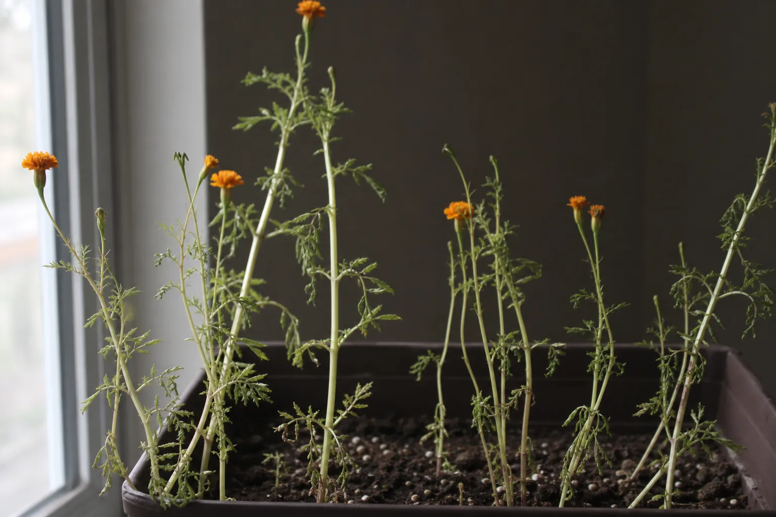 Marigold stretched and sparse from insufficient direct sun