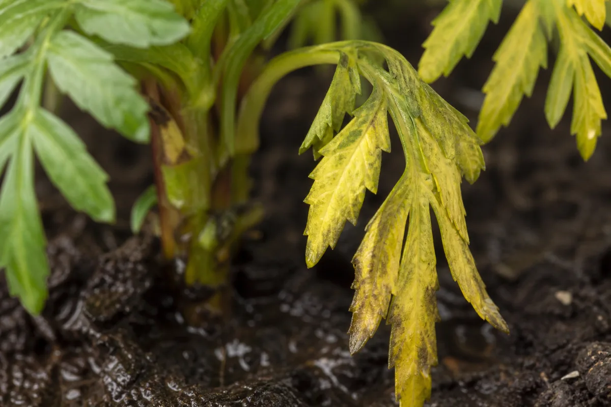 Close-up of Overwatering on Marigold - diagnostic detail