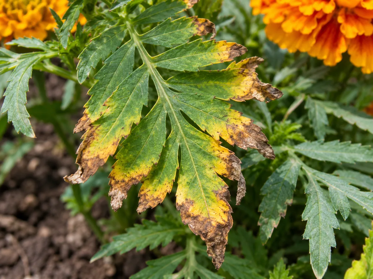 Close-up of potassium deficiency symptom on a marigold leaf
