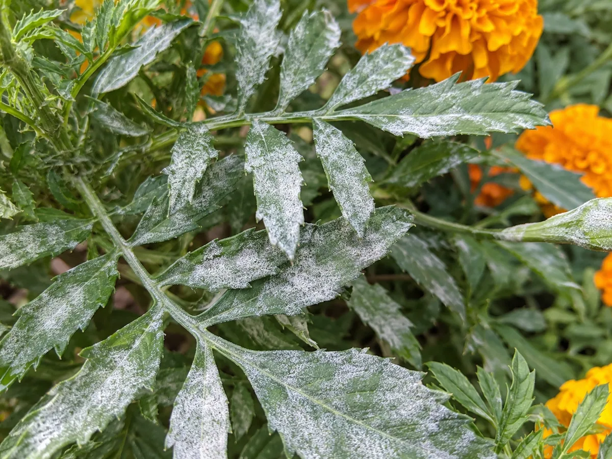 Close-up of powdery mildew on marigold - white powdery coating across upper leaf surfaces