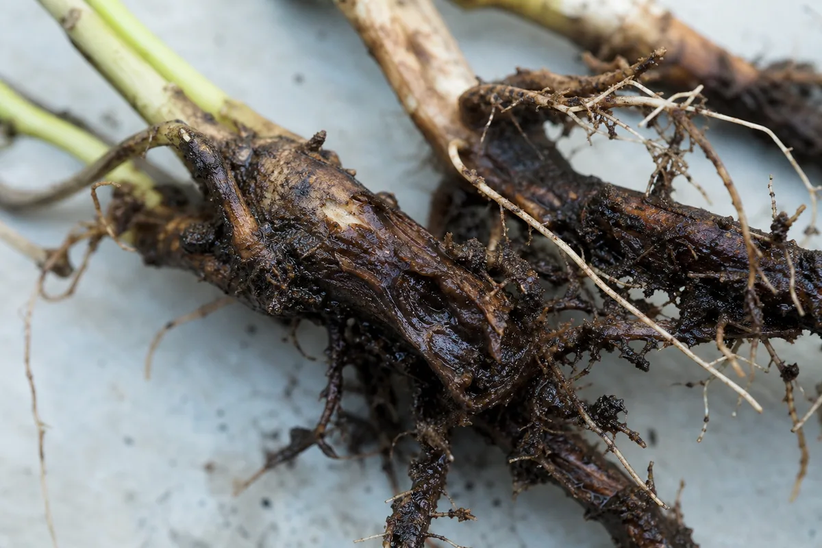 Close-up of Root Rot on Marigold - diagnostic detail