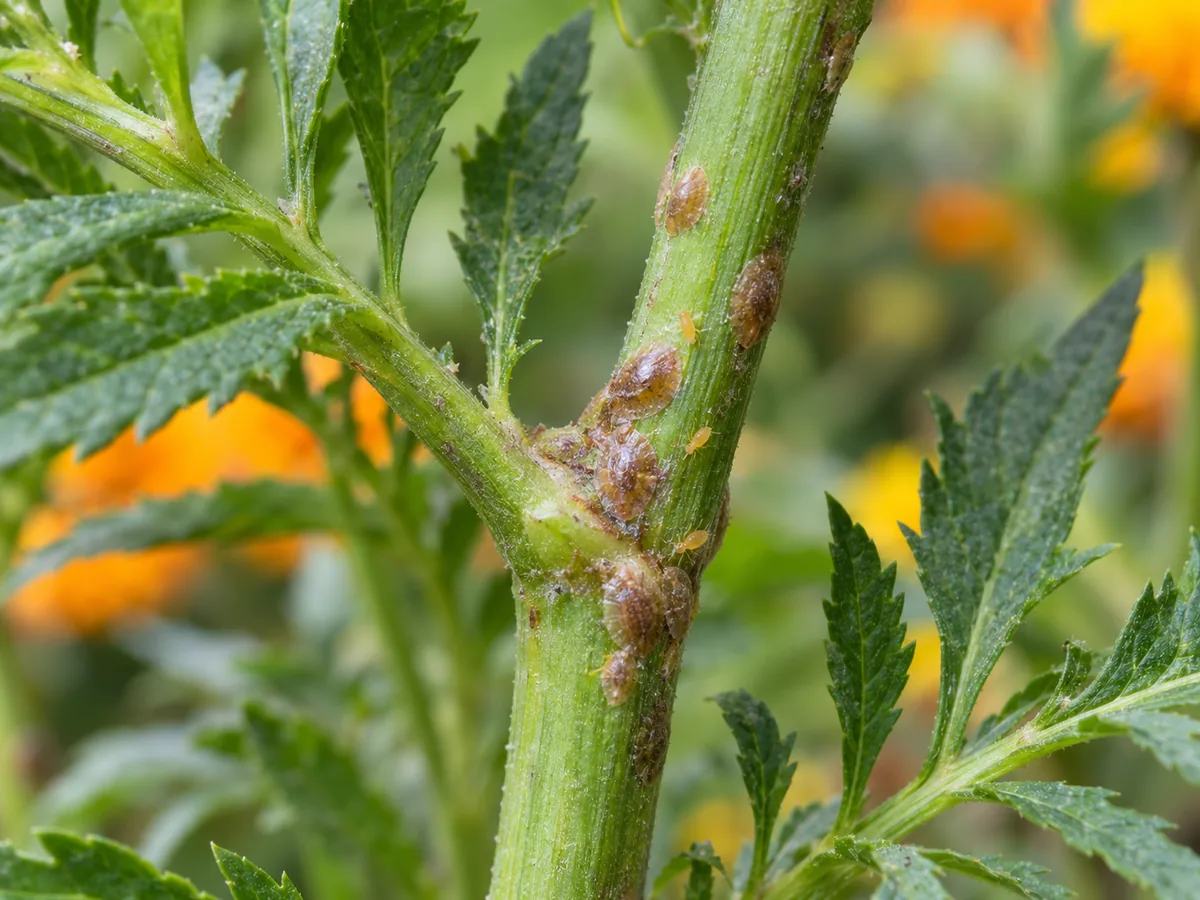Brown scale covers attached at a branching stem joint among the divided leaves of an African marigold