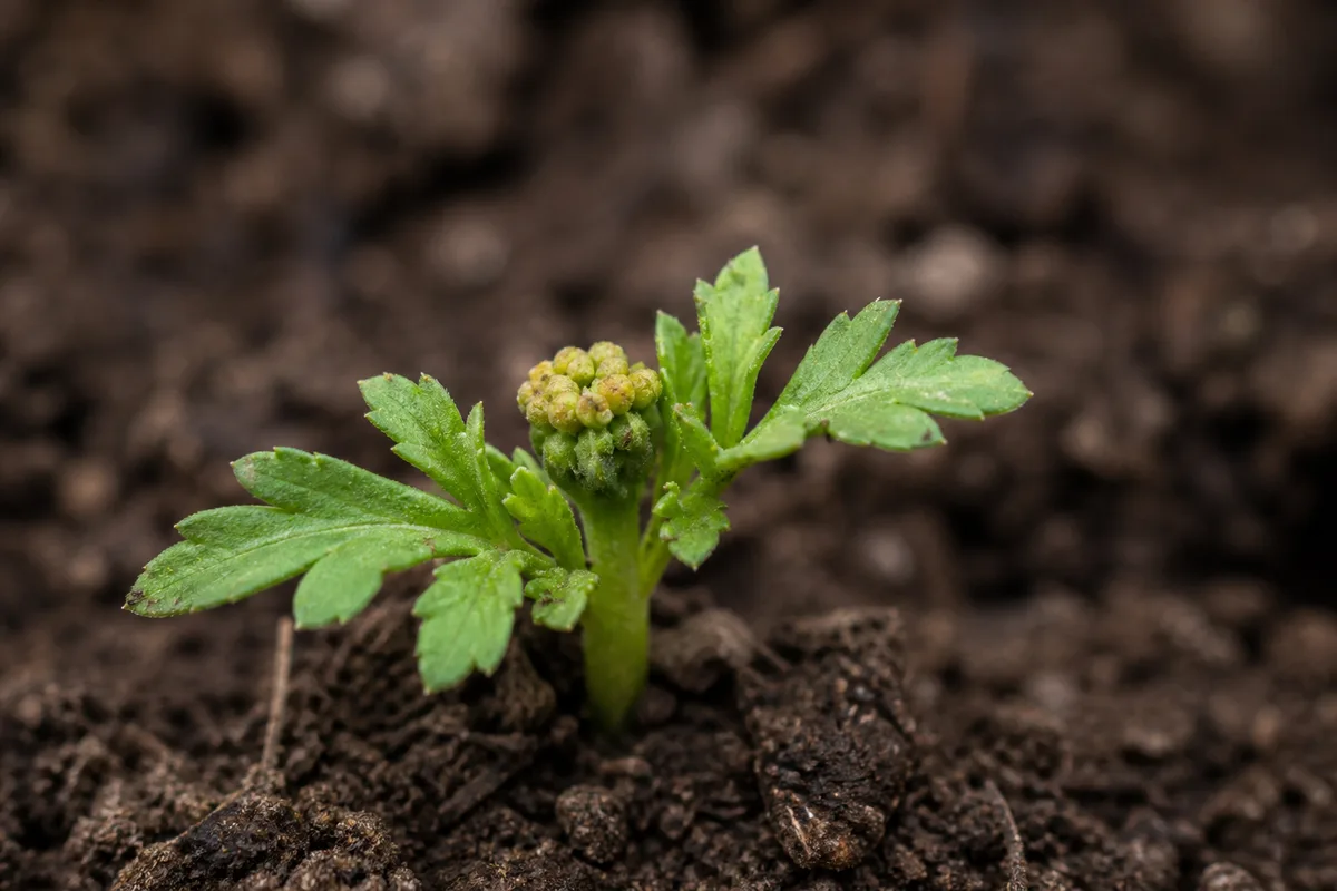 Close-up of Slow Growth on Marigold - diagnostic detail