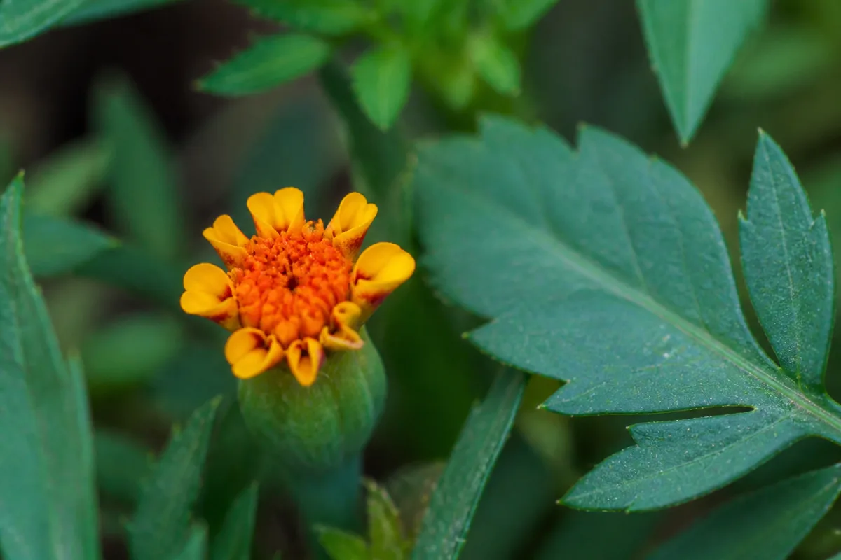Close-up of Small Flowers on Marigold - diagnostic detail