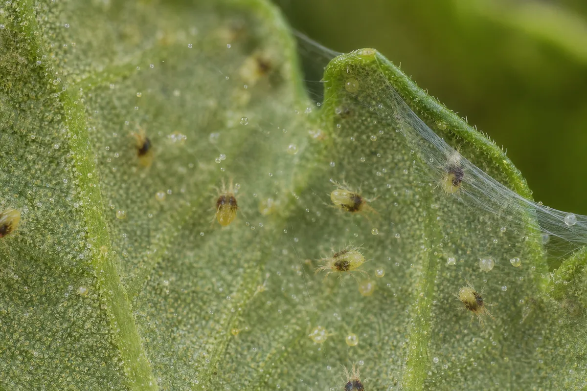 Close-up of Spider Mites on Marigold - diagnostic detail