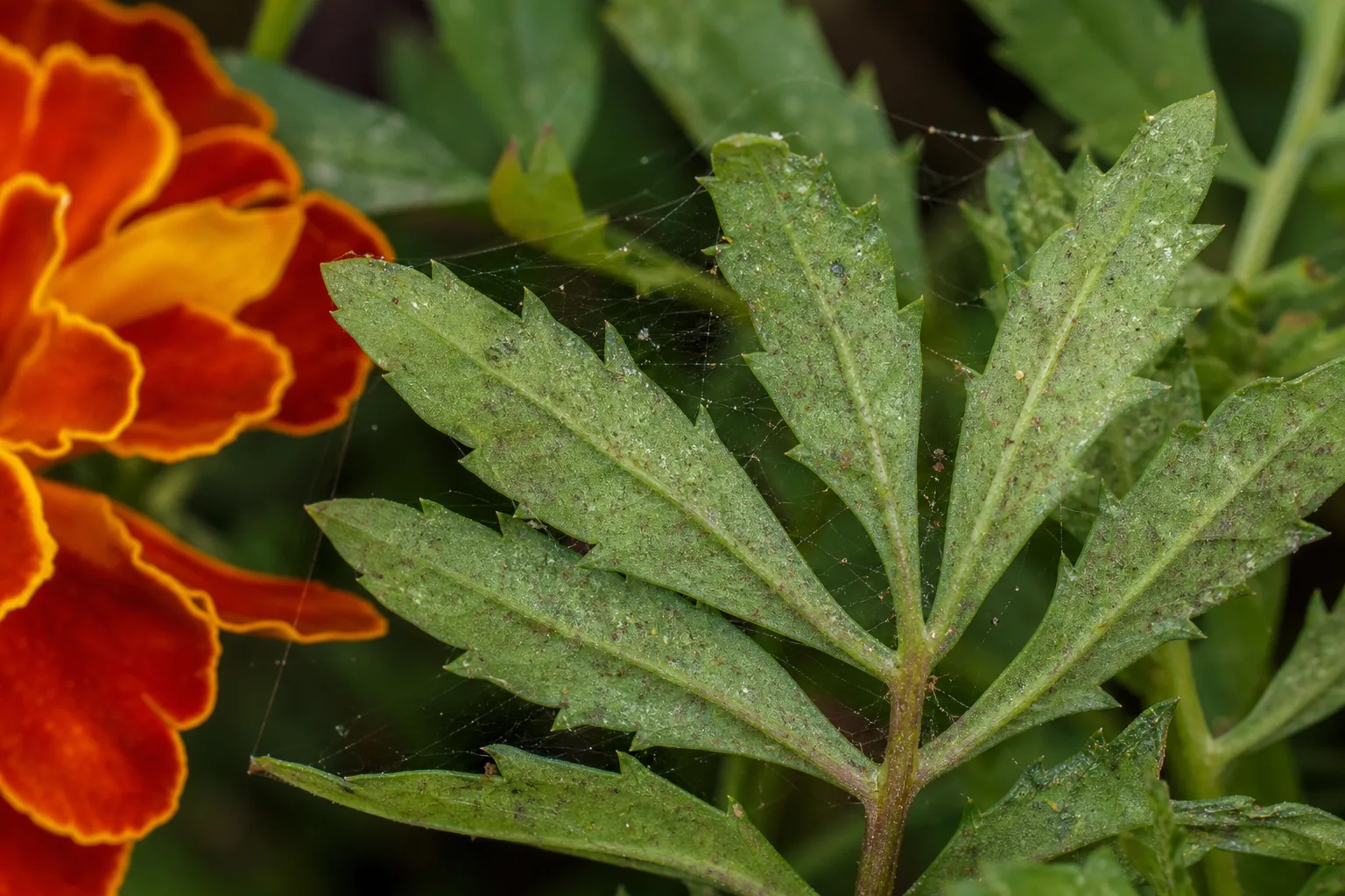 Spider-mite stippling on marigold foliage in hot dry weather