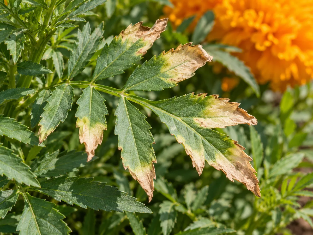 Close-up of bleached, tan scorch on exposed African Marigold leaflets