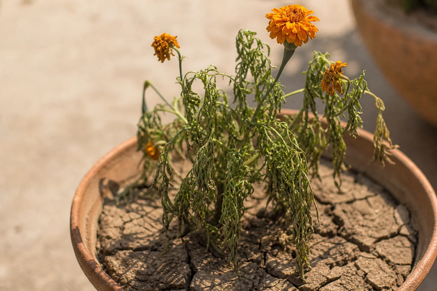 Underwatering on Marigold - visible symptom on the plant