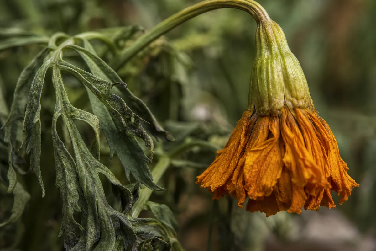 Close-up of Wilting on Marigold - diagnostic detail