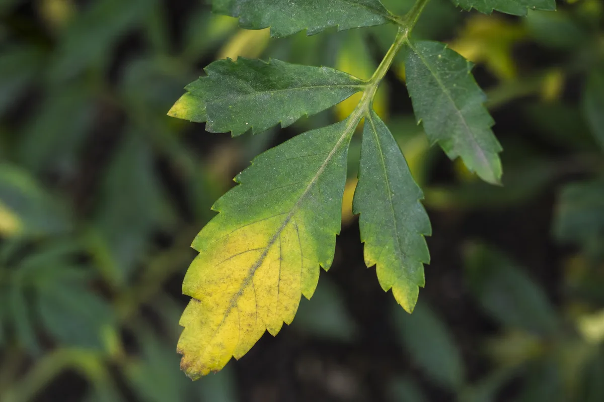 Close-up of Yellow Leaves on Marigold - diagnostic detail