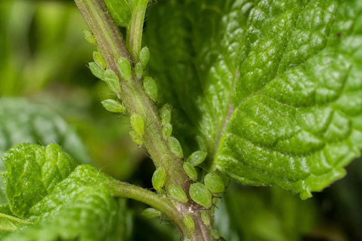 Close-up of Aphids on Mint - diagnostic detail