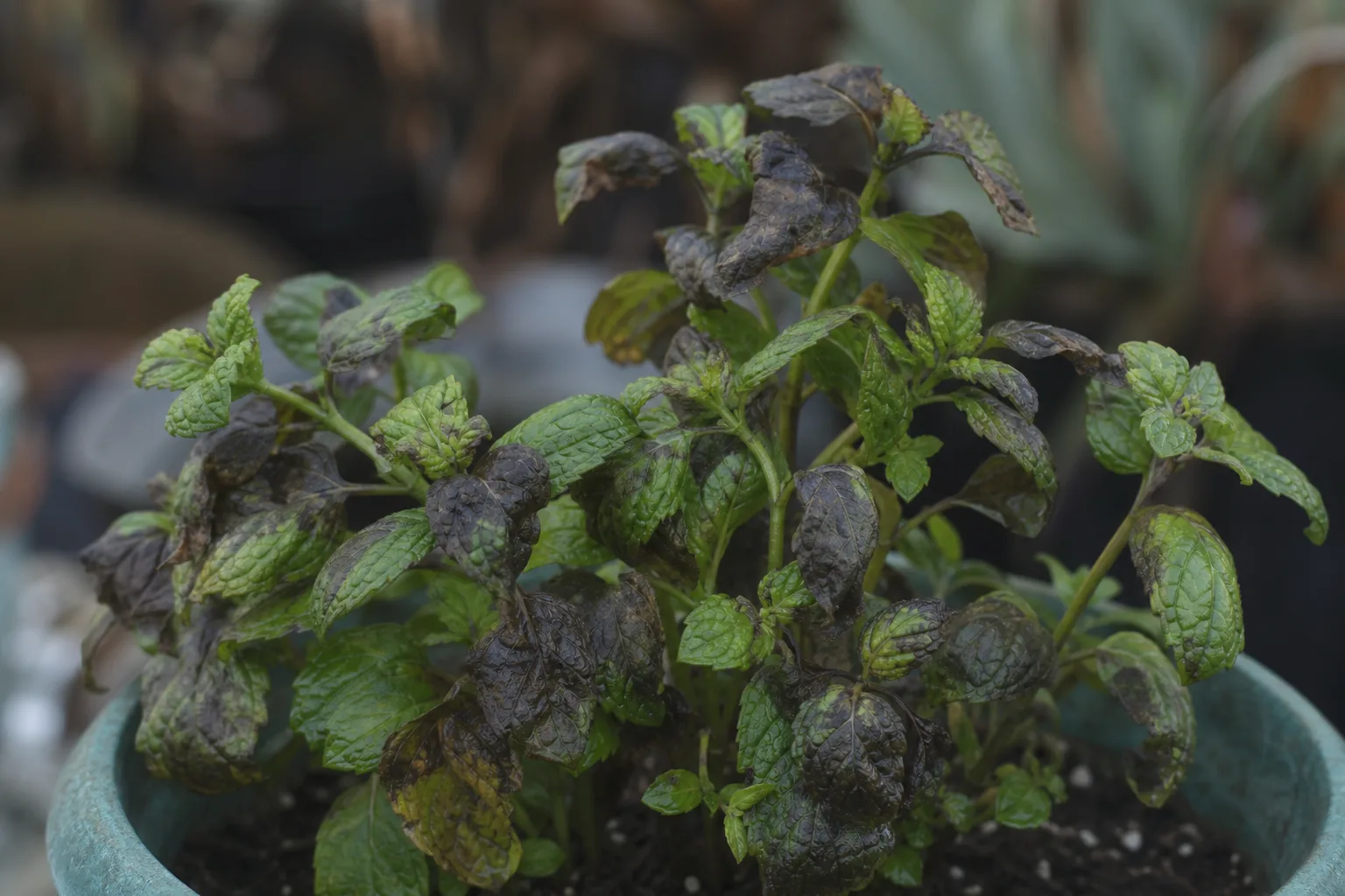 Cold Damage on Mint - visible symptom on the plant