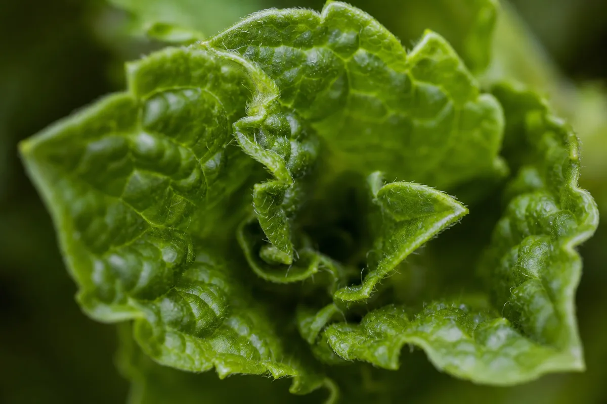 Close-up of Curling Leaves on Mint - diagnostic detail