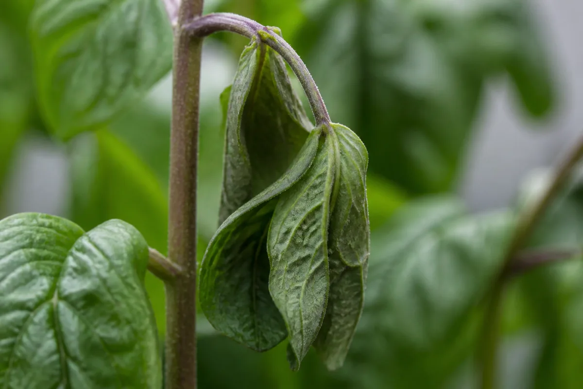 Close-up of Drooping Leaves on Mint - diagnostic detail