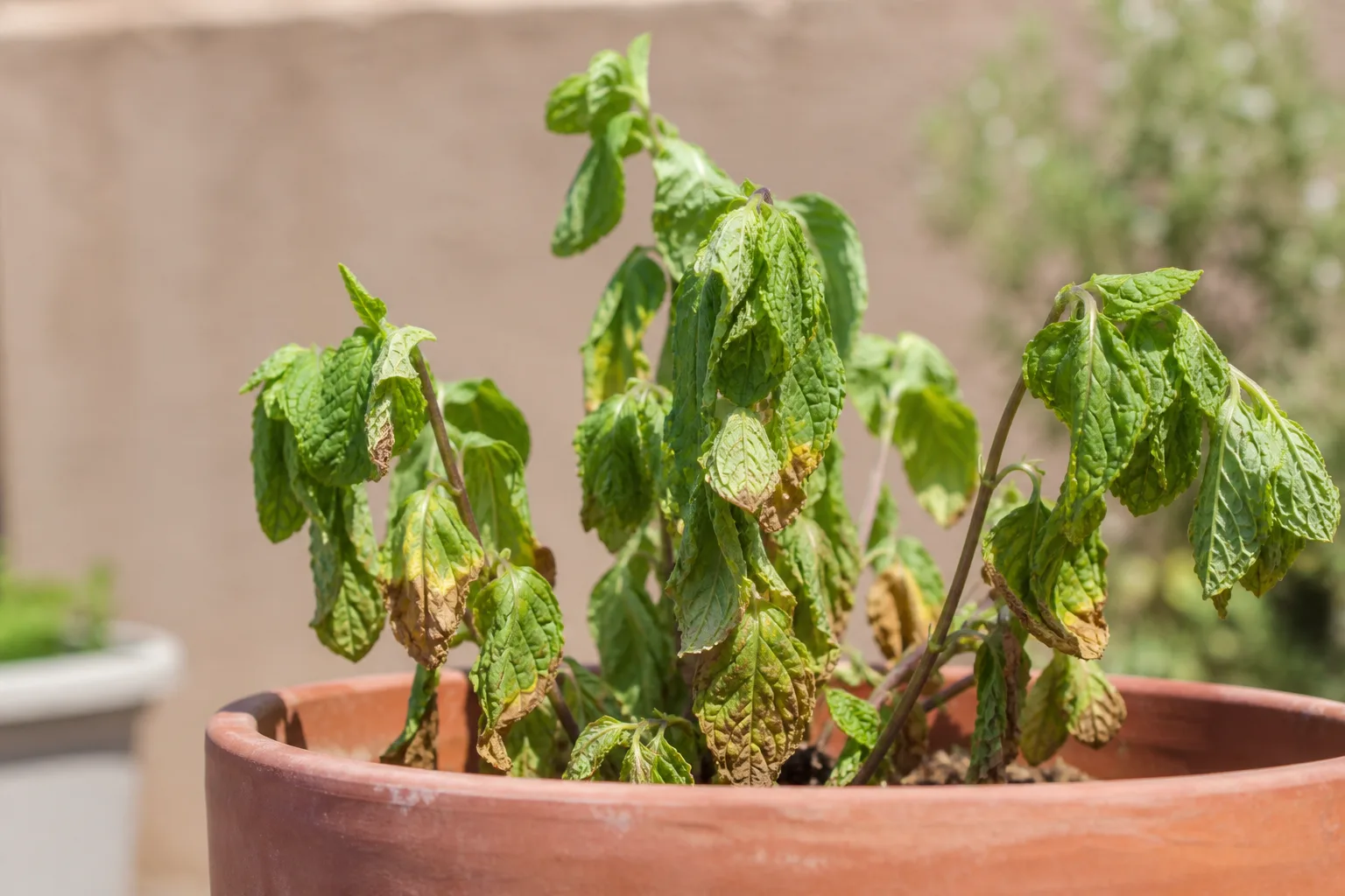 Heat Stress on Mint - visible symptom on the plant