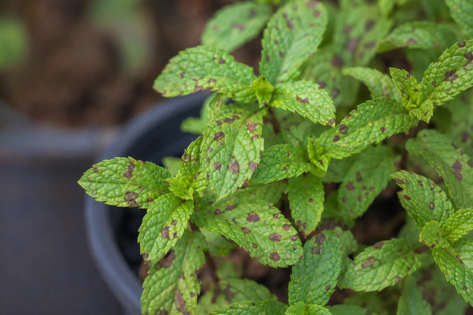 Leaf Spot Disease on Mint - visible symptom on the plant