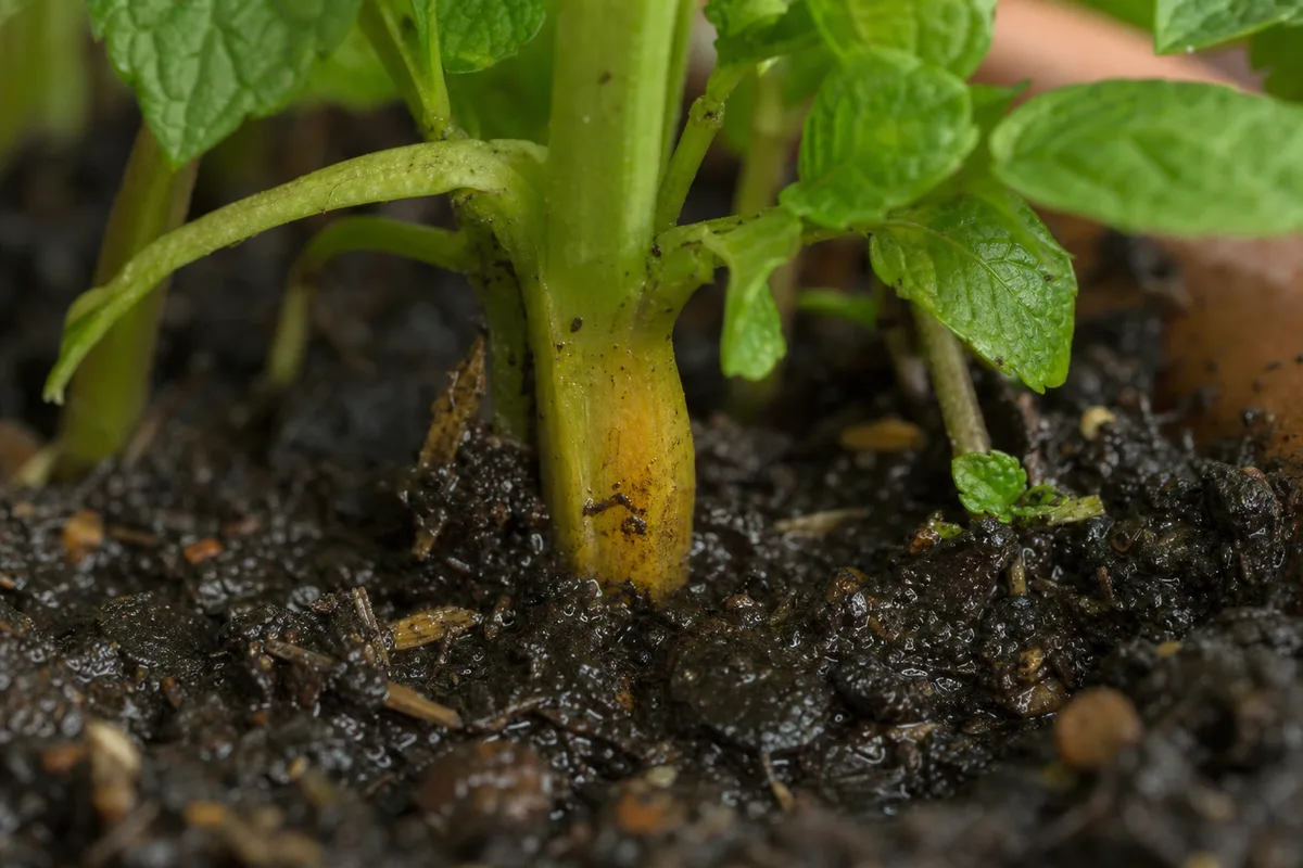 Close-up of No Drainage Hole on Mint - diagnostic detail