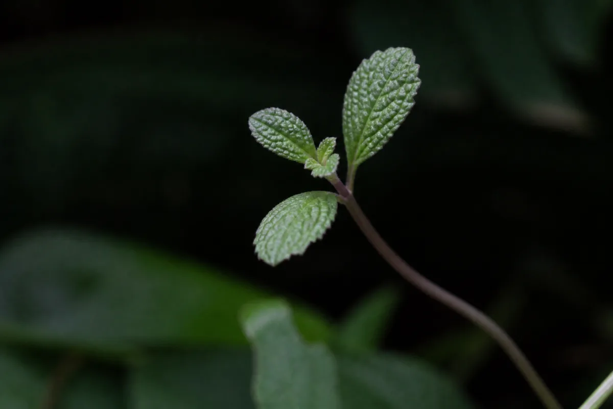 Close-up of Not Enough Light on Mint - diagnostic detail
