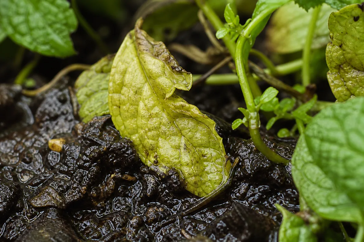 Close-up of Overwatering on Mint - diagnostic detail