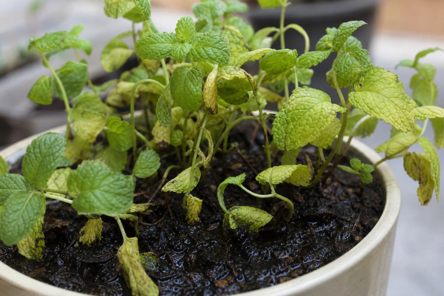 Overwatering on Mint - visible symptom on the plant