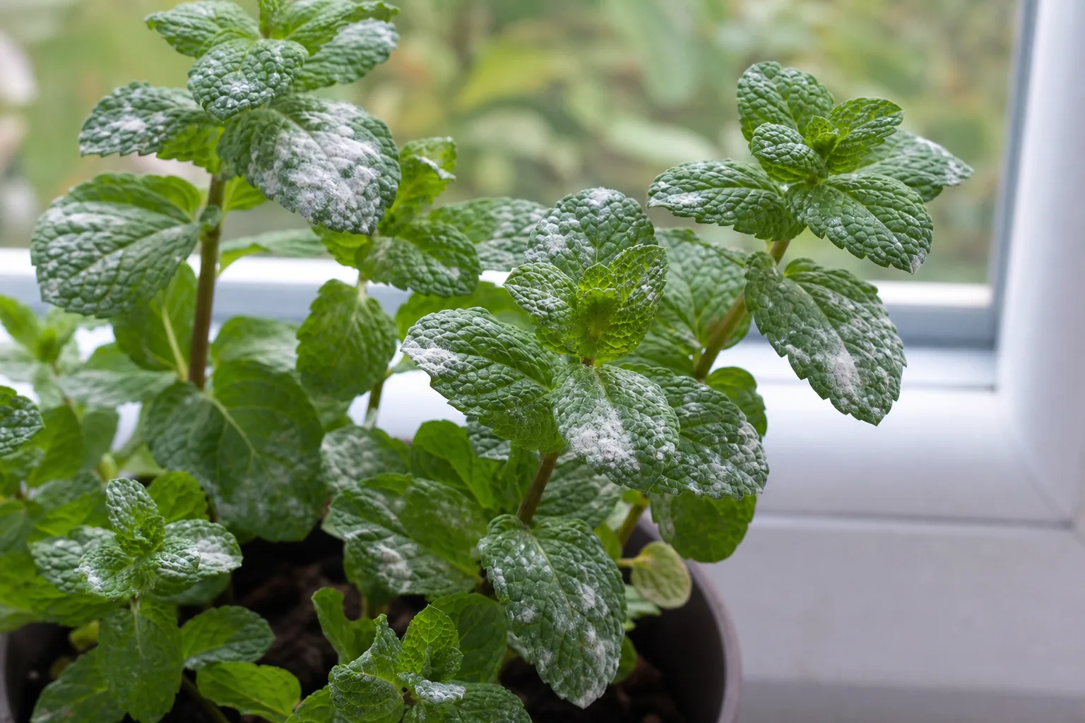 Powdery Mildew on Mint - visible symptom on the plant