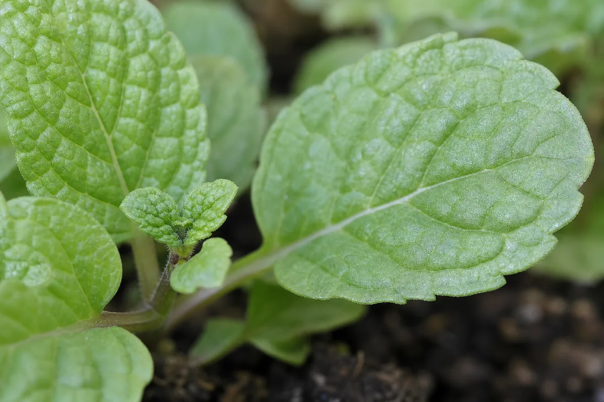 Close-up of Slow Growth on Mint - diagnostic detail