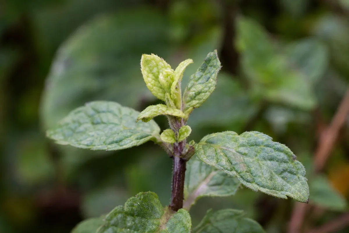 Close-up of Stunted Growth on Mint - diagnostic detail