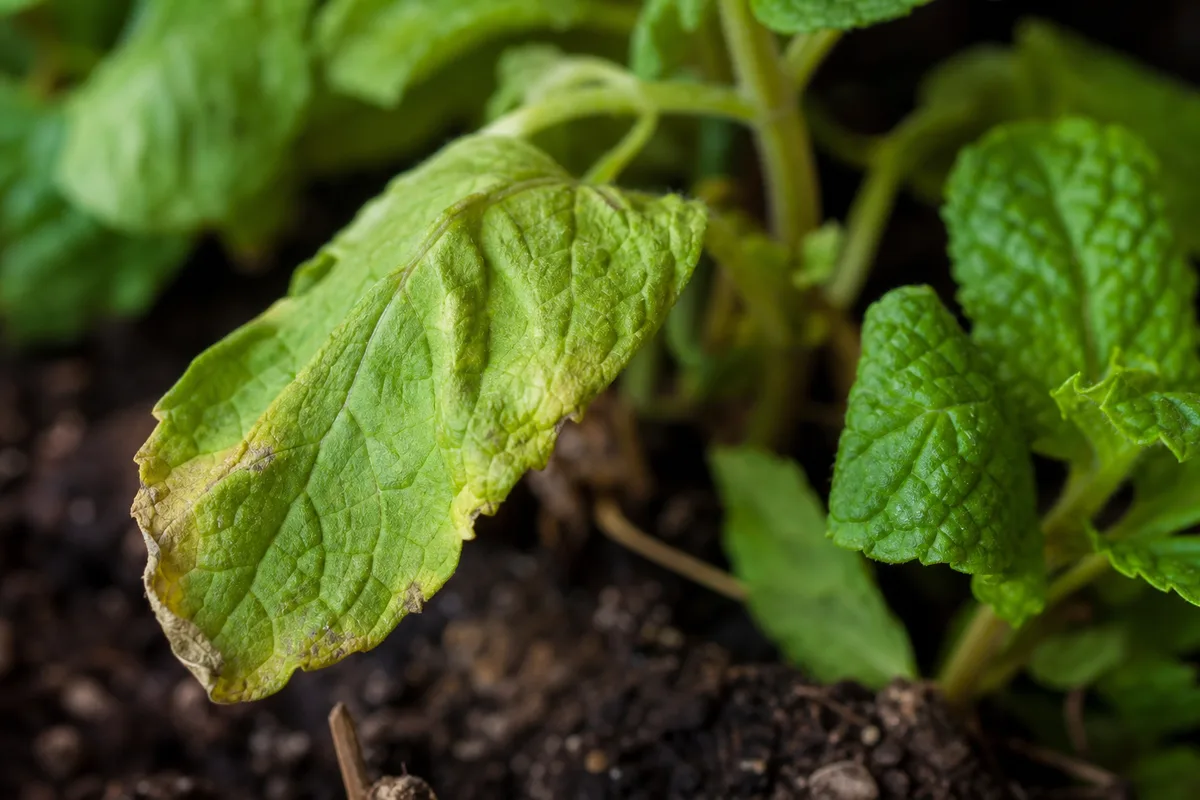 Close-up of Transplant Shock on Mint - diagnostic detail