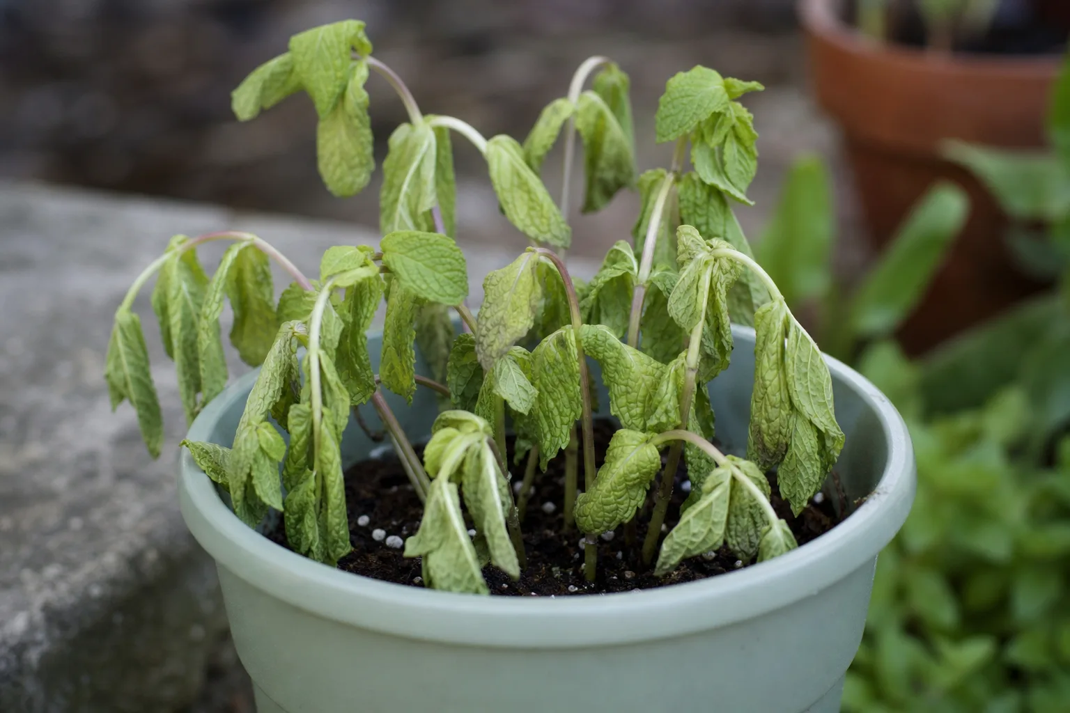 Transplant Shock on Mint - visible symptom on the plant