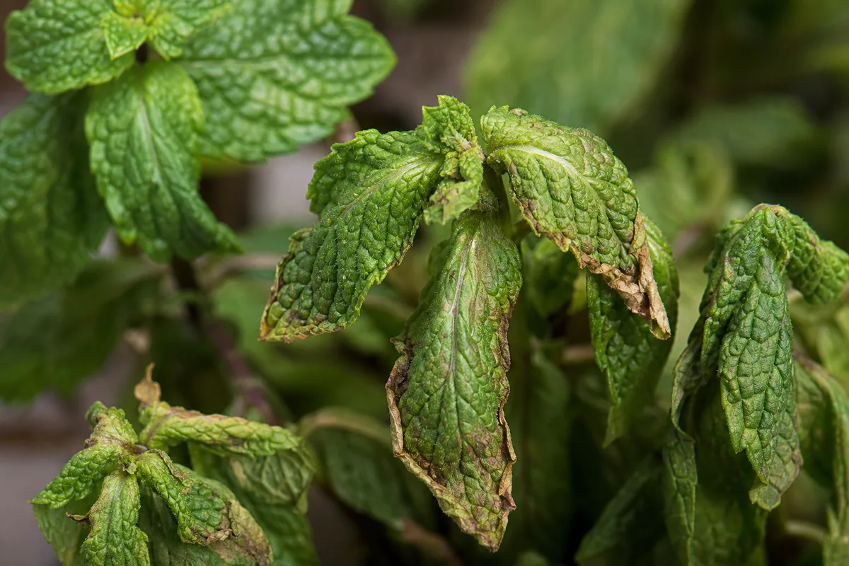 Close-up of Water Stress on Mint - diagnostic detail