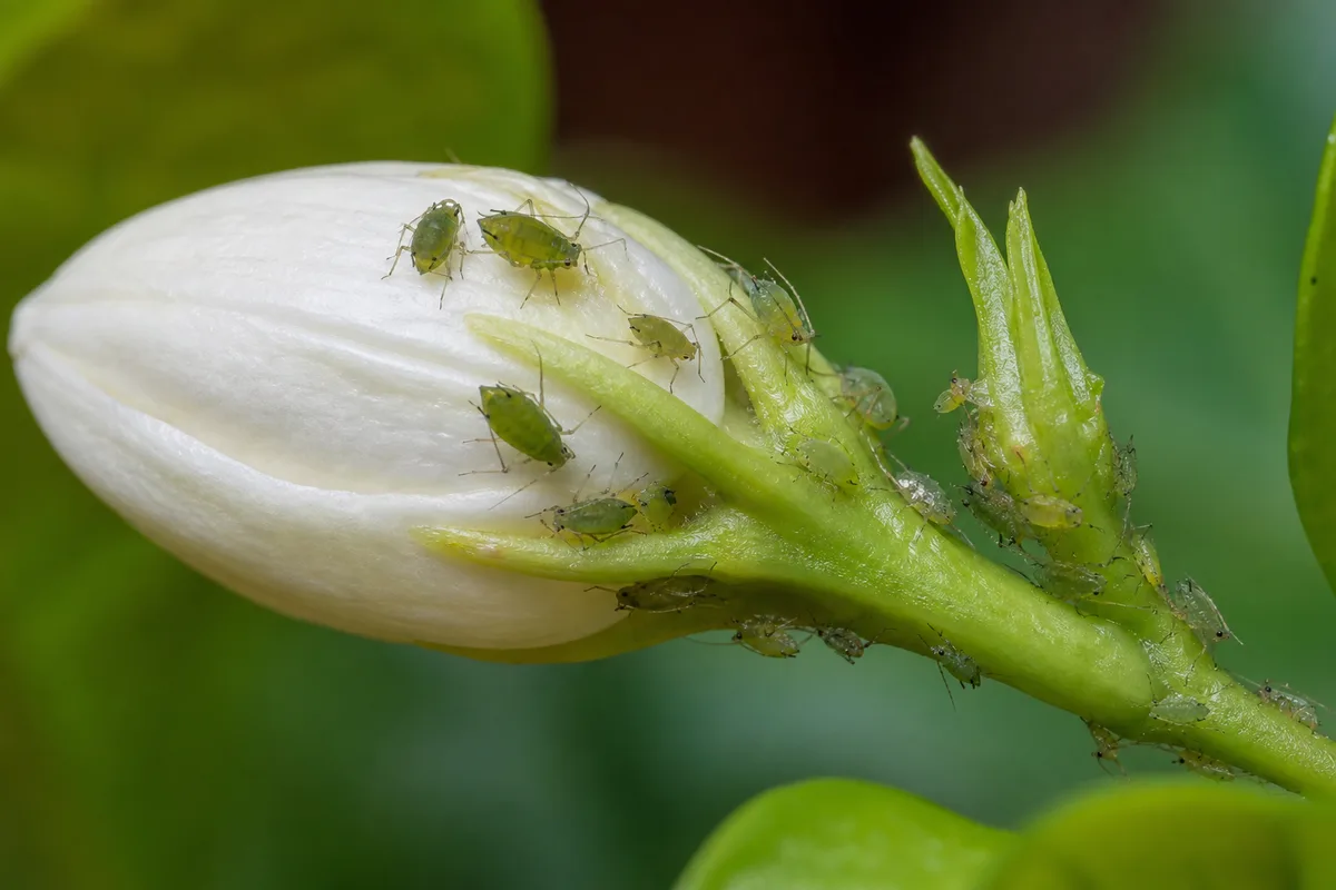 Close-up of Aphids on Mogra - diagnostic detail