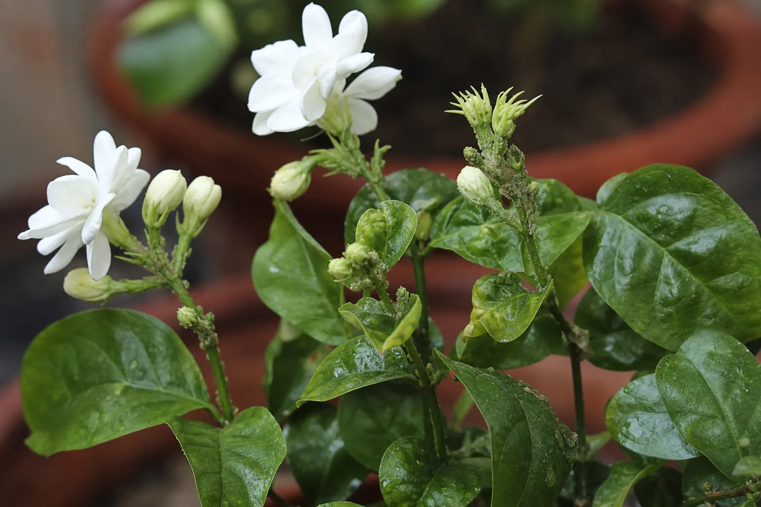 Aphids on Mogra - visible symptom on the plant