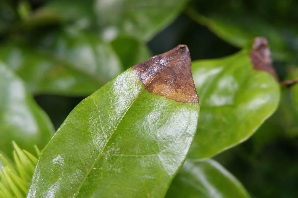 Close-up of Brown Tips on Mogra - diagnostic detail