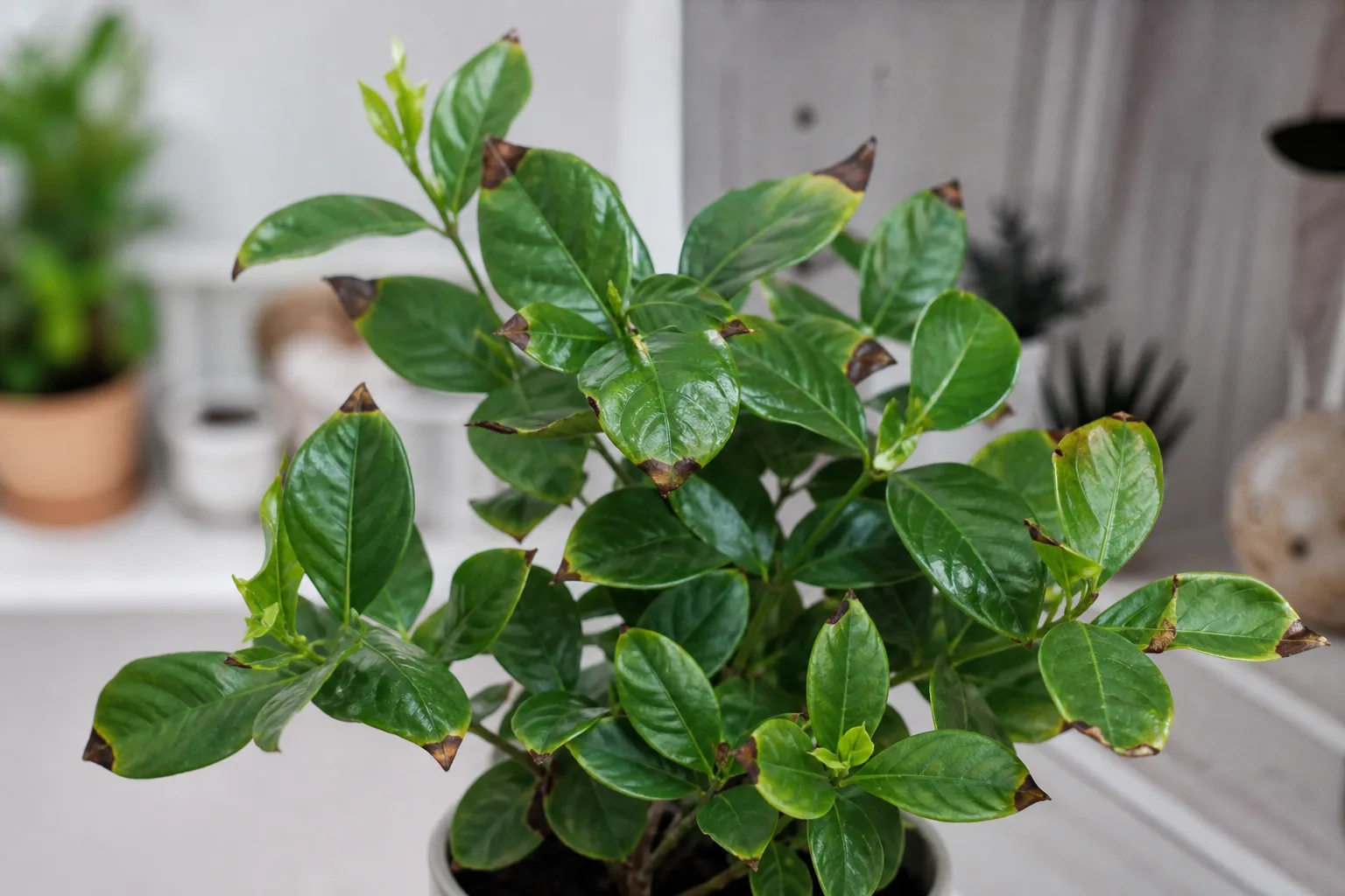 Brown Tips on Mogra - visible symptom on the plant