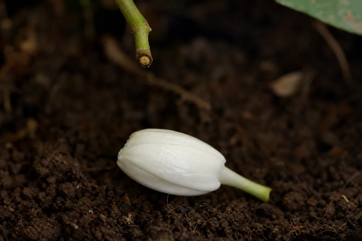 Close-up of Bud Drop on Mogra - diagnostic detail