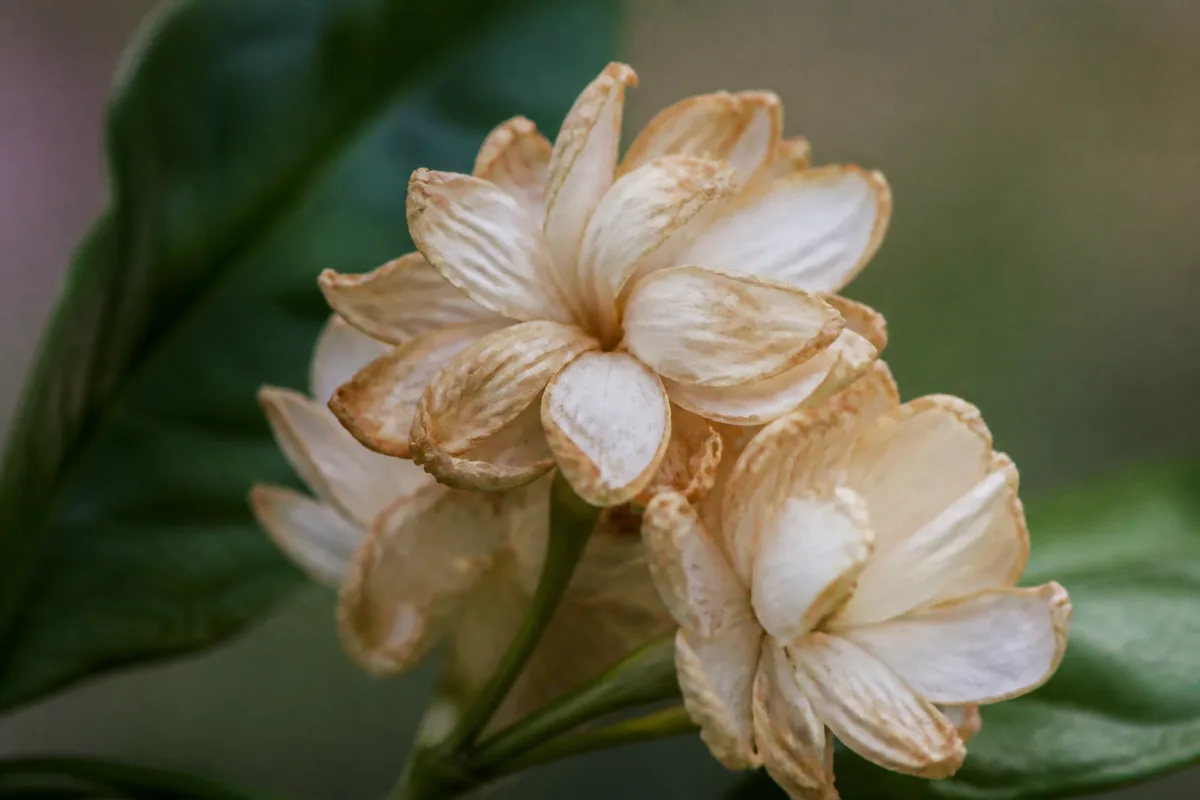 Close-up of Faded Flowers on Mogra - diagnostic detail