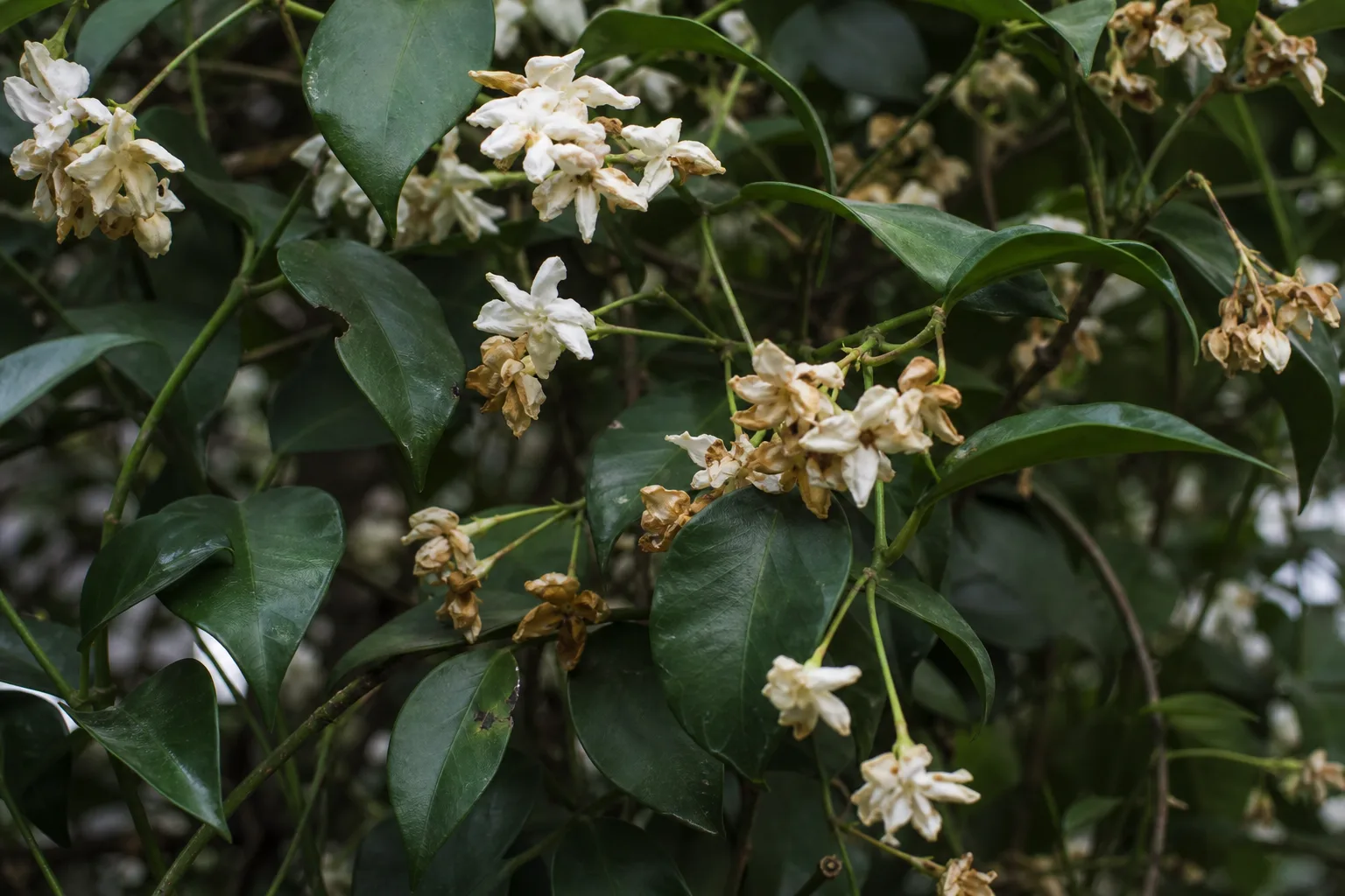 Faded Flowers on Mogra - visible symptom on the plant