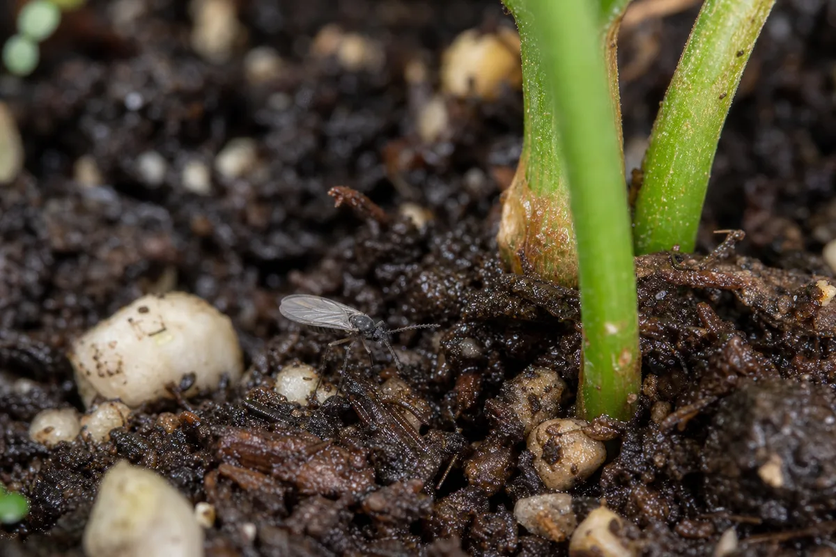 Close-up of Fungus Gnats on Mogra - diagnostic detail
