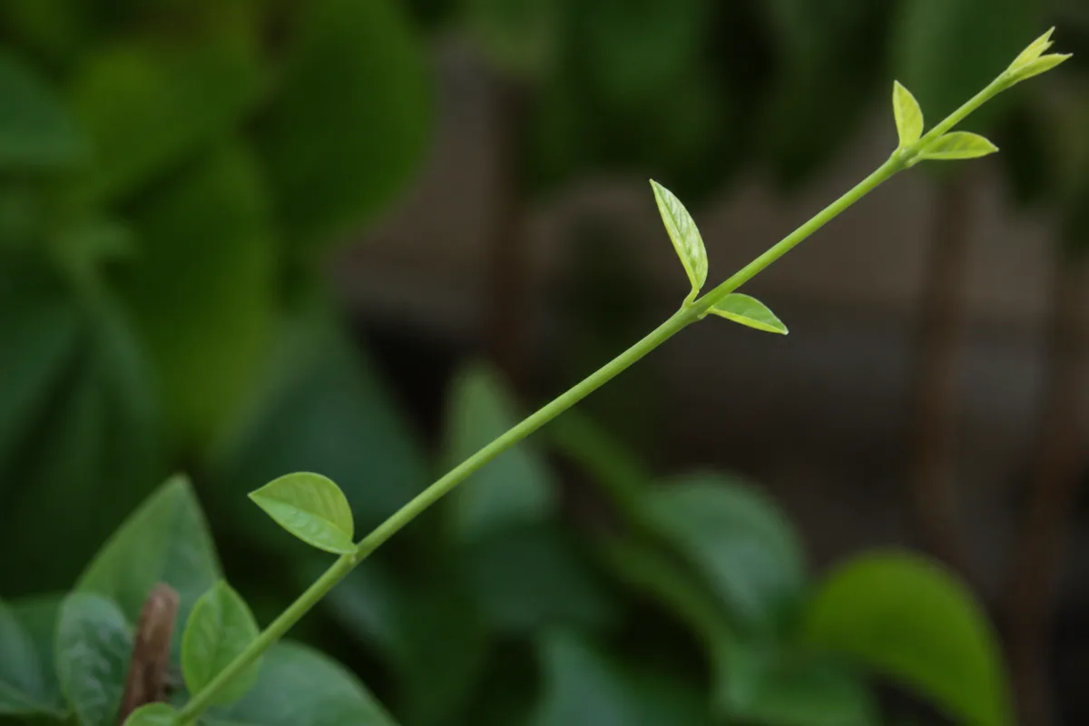 Close-up of Leggy Growth on Mogra - diagnostic detail