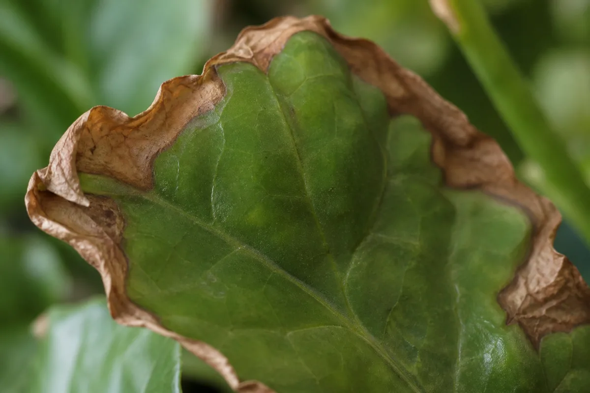 Close-up of Low Humidity on Mogra - diagnostic detail