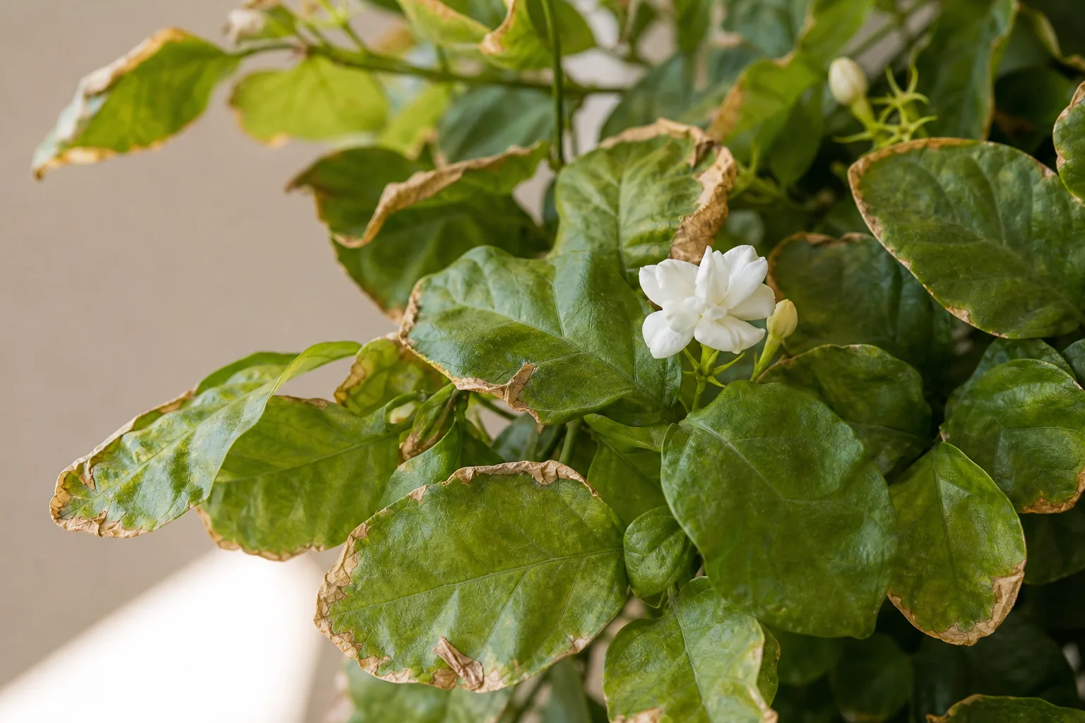 Low Humidity on Mogra - visible symptom on the plant