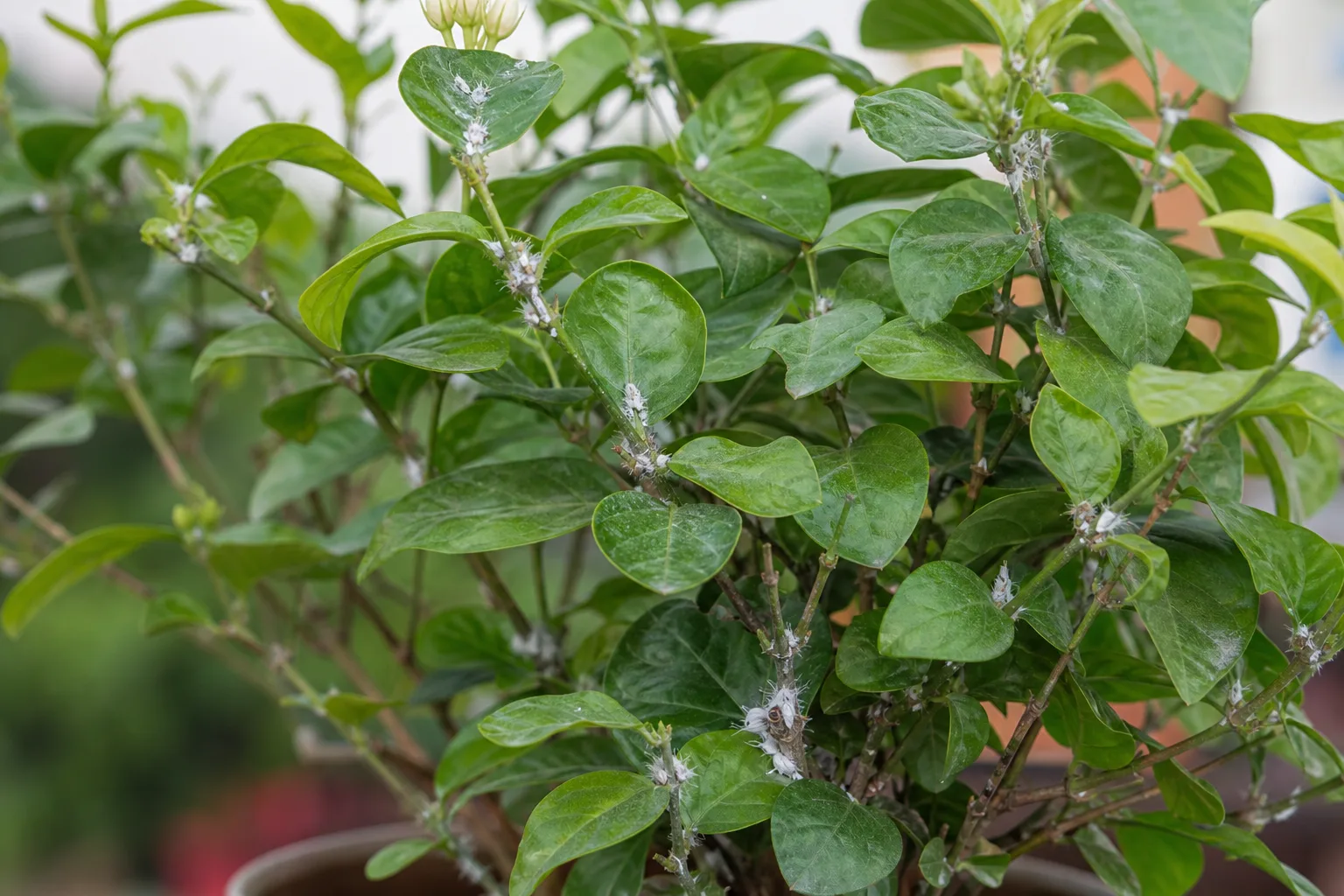 Mealybugs on Mogra - visible symptom on the plant